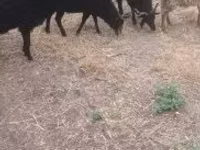 Sheep, Sheep — photo 3