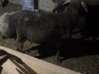 Koza, Kozy — zdjęcie 3