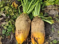 Продам кормовую сфеклу — फ़ोटो 2
