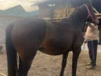 Jument, Percheron — photo 2