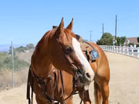 კვიცი, Quarter Horse — ფოტო 4