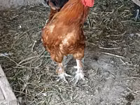 Chickens — foto 1