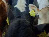 Toro, Ganado vacuno — foto 2