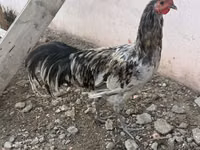 Chickens — foto 4