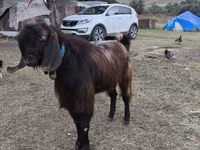 თხა, თხები — ფოტო 2