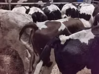 Boğa, Russian Black pied cattle — foto 3