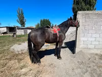 Cheval, Karabair horse — photo 4