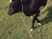 Vache, Russian Black pied cattle — photo 2
