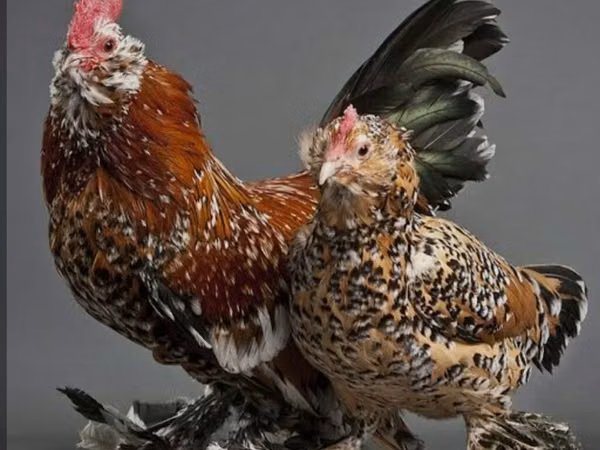 Bantam
