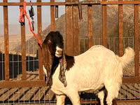 Cabro, Gulabi goats — foto 3