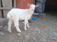 Ziegen (Partie, Geschlecht nicht angegeben), Alpine goat — Foto 2