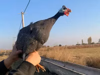 Turkeys — الصورة 3