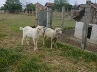 ஆண் ஆடு, Merino sheep — புகைப்படம் 3