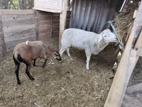 Carnero, Cameroon sheep — foto 4