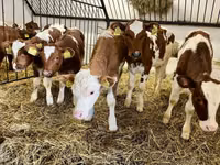 Krava, Simmental cattle — foto 3