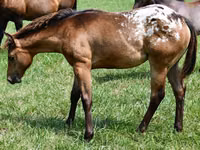 Kobyła, Appaloosa — zdjęcie 2