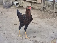Chickens — zdjęcie 4