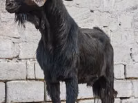 Ziegenbock, Anatolian Black goats — Foto 3