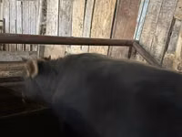 Toro, Ganado vacuno — foto 1