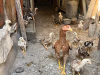 Chickens — Foto 4