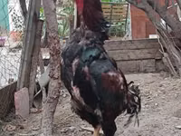 Chickens — Foto 4