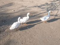 Ducks — 3-rasm