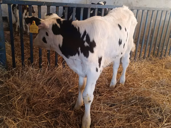 Buqa, Russian Black pied cattle