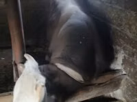 Buğa, Simmental cattle — foto 1