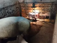 Säue, Schweine — Foto 3
