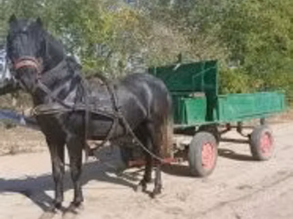 Айғыр, Жылқылар
