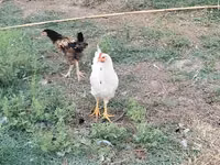 Galinha tcheca dourada malhada — foto 1