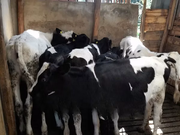 İribuynuzlu mal-qara (partiya, cinsi göstərilməyib), Russian Black pied cattle