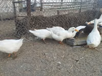 Ducks — foto 7