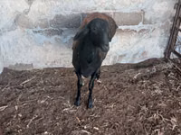 公羊, Sheep — 照片 5