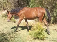 Cavalo, Kazakh horse — foto 2