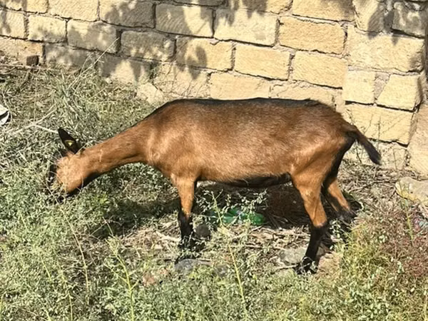 Chèvre, Alpine goat