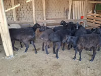 ஆண் வெள்ளாடு, வெள்ளாடுகள் — புகைப்படம் 2