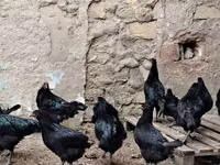 Chickens — 6-rasm
