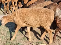 Wielbłądzica, Wielbłądy — zdjęcie 1