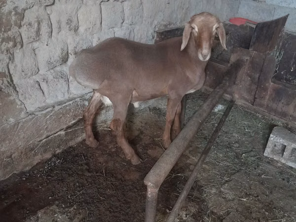 Ram, Sheep