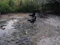 Chickens — zdjęcie 2
