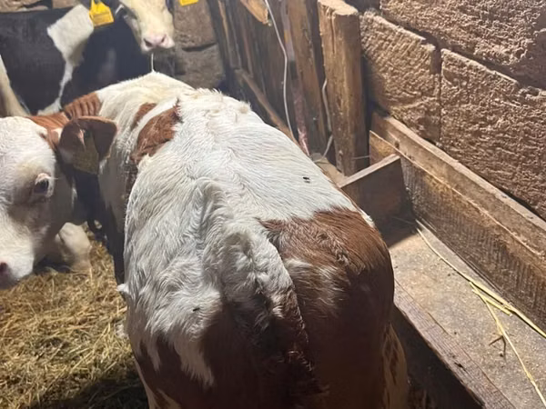 ხარი, Simmental cattle
