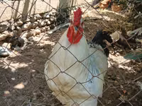 Chickens — foto 2