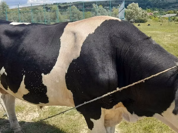 ხარი, Russian Black pied cattle
