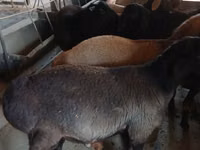 Kozioł, Boer goat — zdjęcie 8