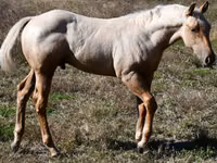 حصان, Quarter Horse — الصورة 1