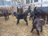Chèvre, Damask goat — photo 4