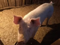 公猪, Pigs — 照片 3