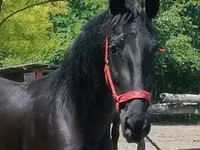 Jument, Friesian — photo 3