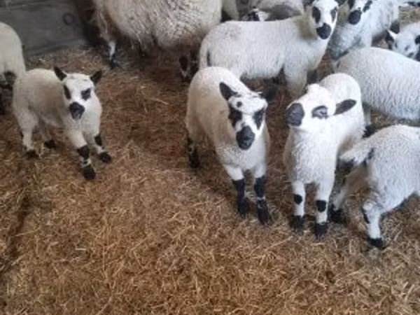 Қошқар, Cerry Hill sheep